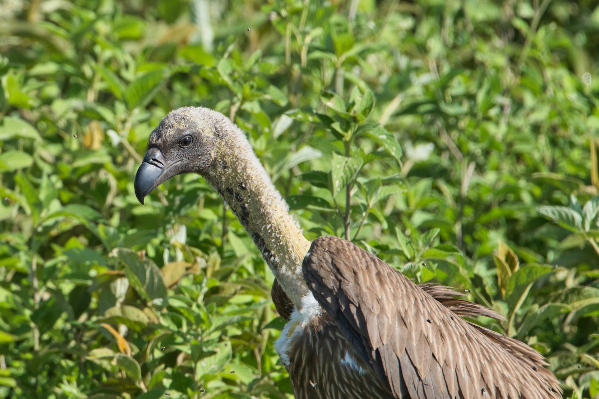 White-backed Vulture - ML616888526