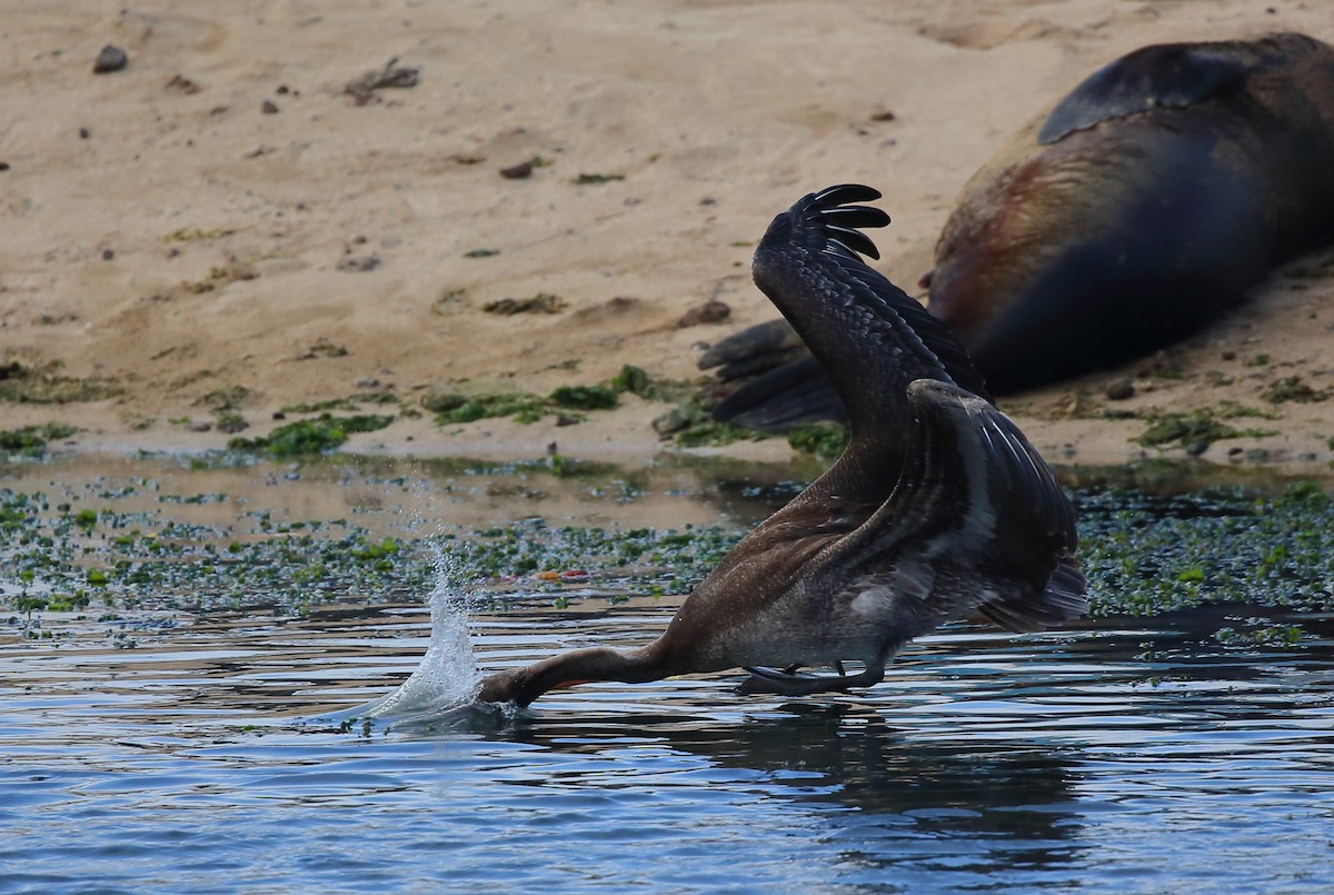 pelikán hnědý (ssp. urinator) - ML616888531