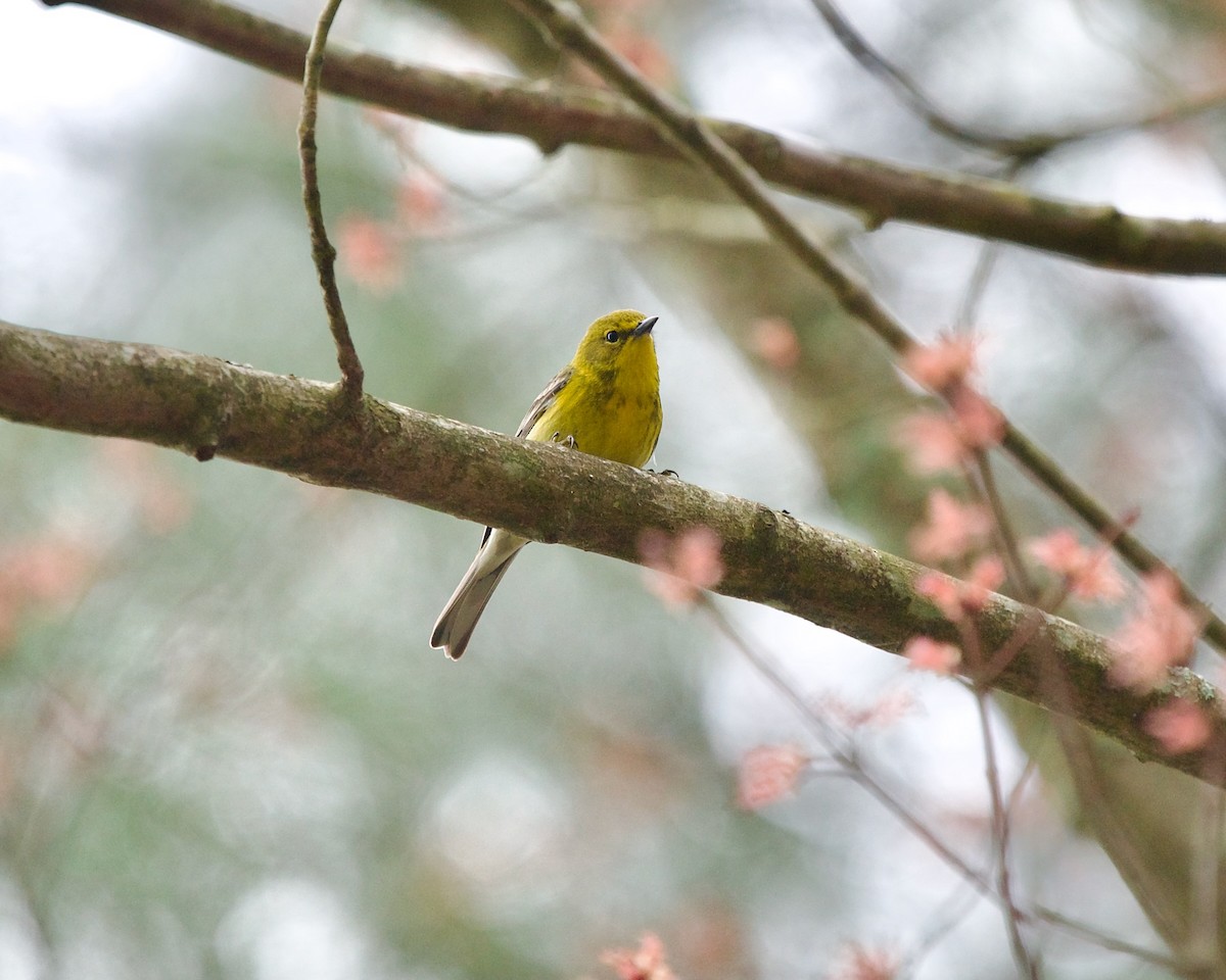 Pine Warbler - ML616888543
