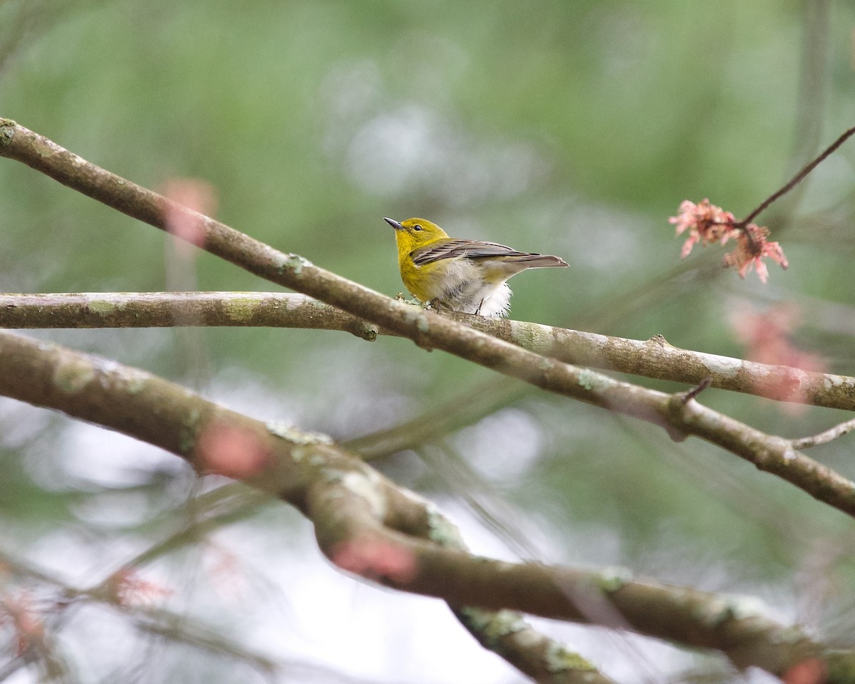 Pine Warbler - ML616888544