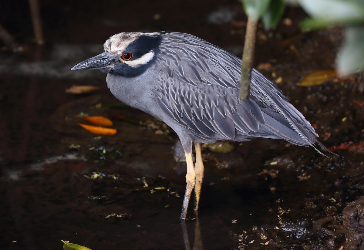 Yellow-crowned Night Heron (Galapagos) - Yannick FRANCOIS