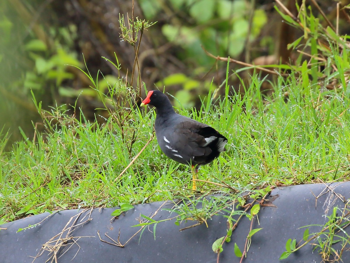 Gallinule d'Amérique (groupe galeata) - ML616888556