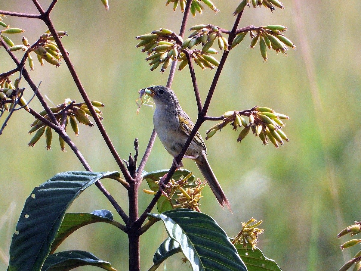 Wedge-tailed Grass-Finch - ML616888570