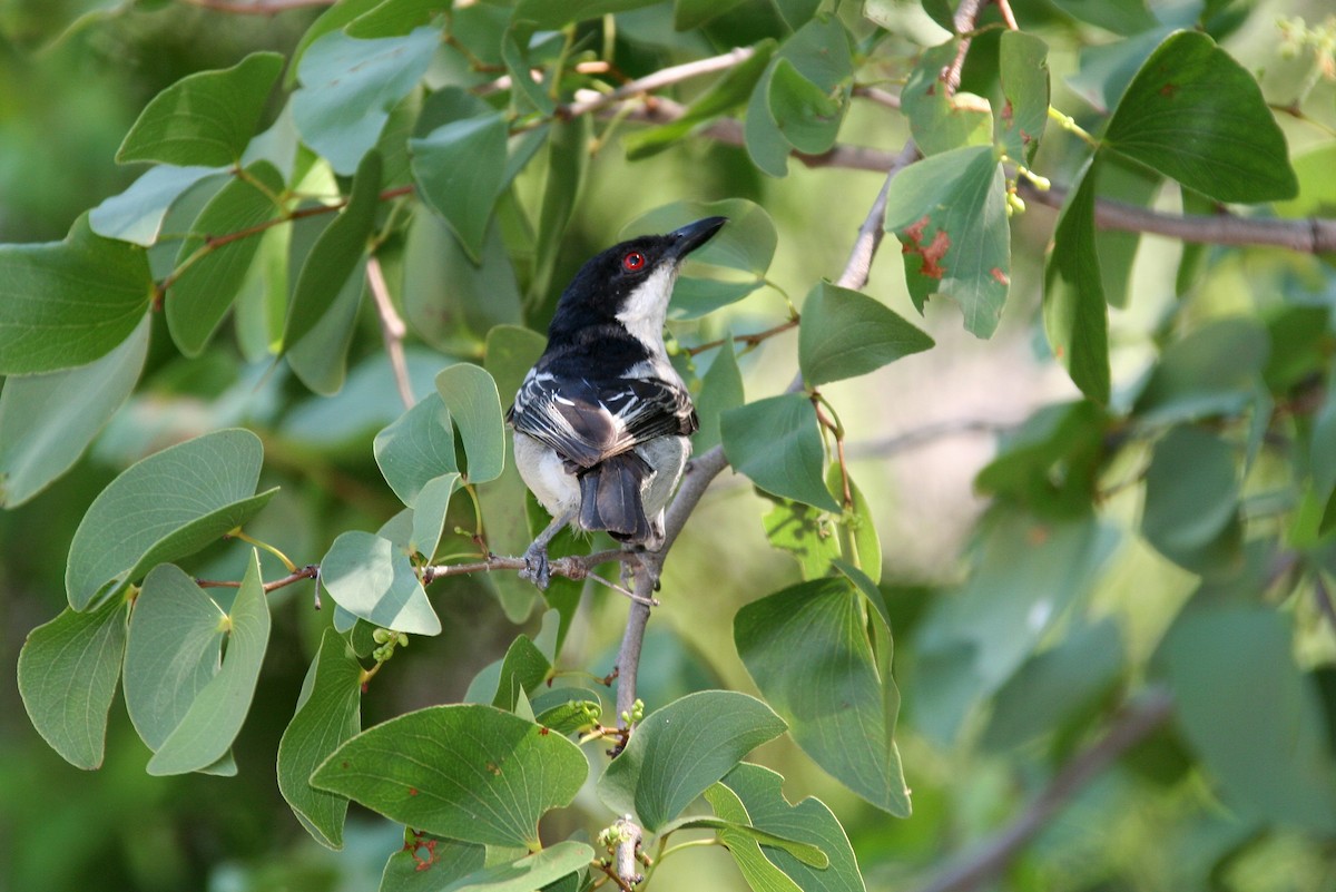 Black-backed Puffback - ML616888609