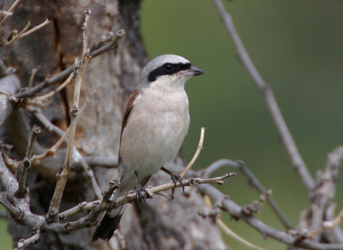 セアカモズ - ML616888631