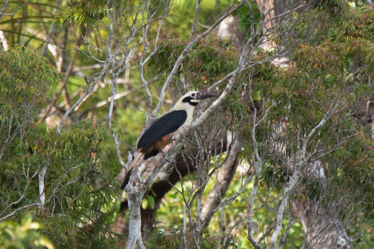 Visayan Hornbill - ML616888636