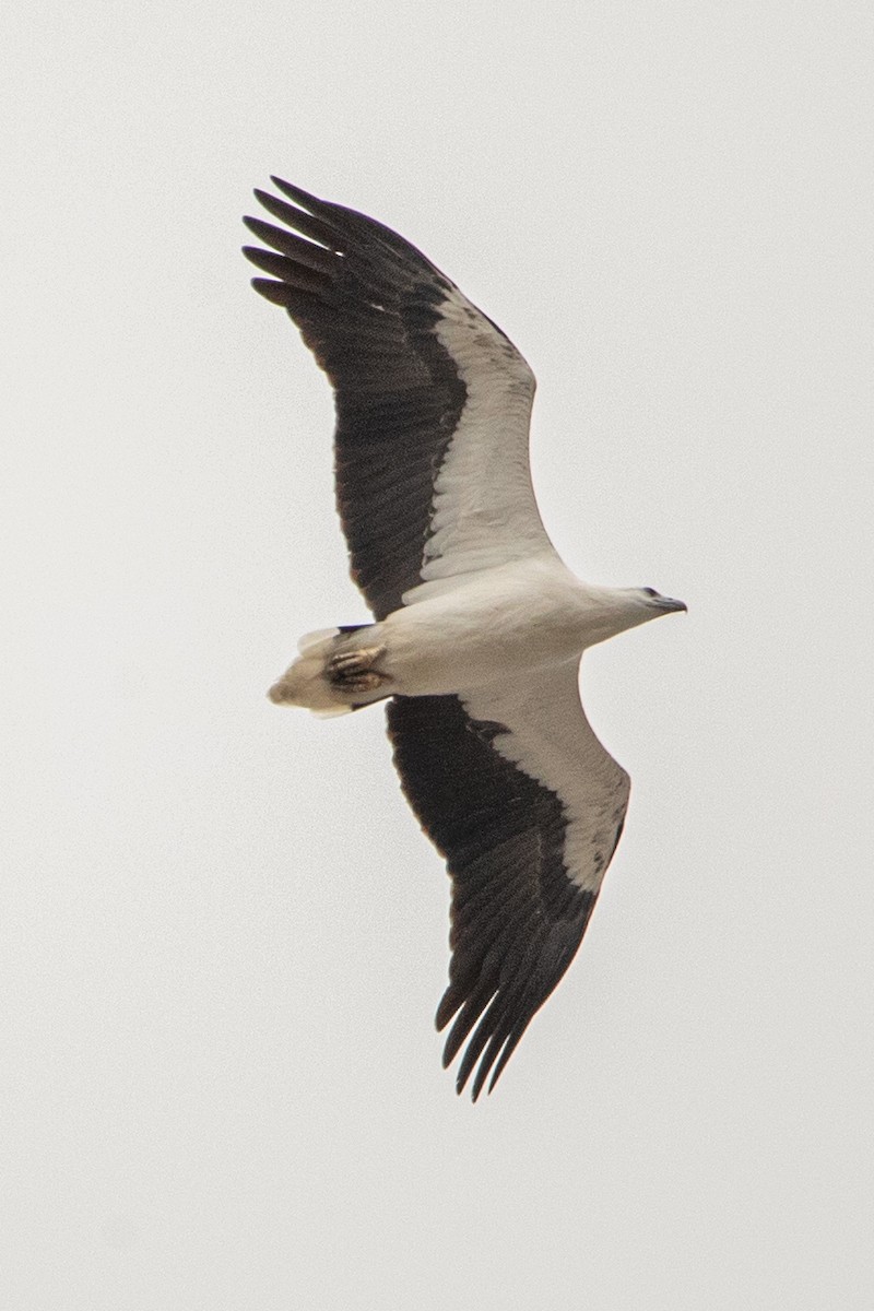 White-bellied Sea-Eagle - ML616888647