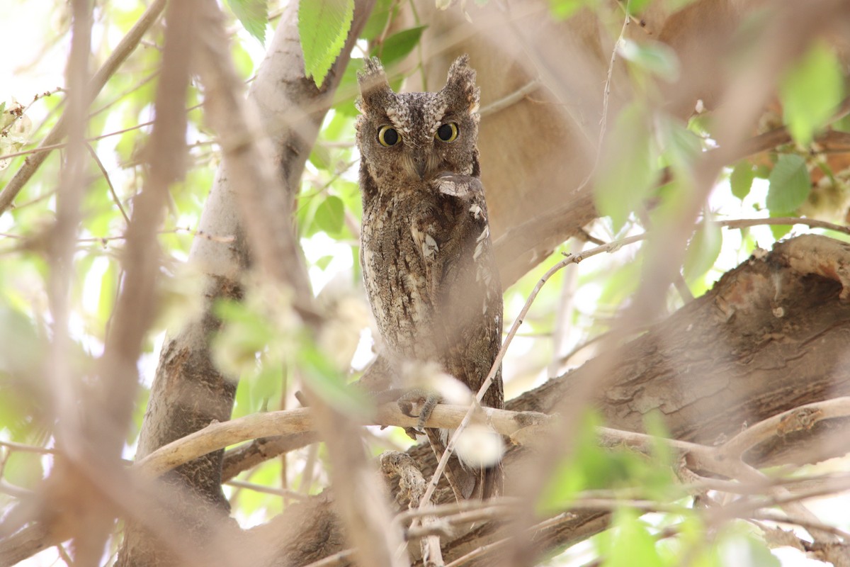 Oriental Scops-Owl - ML616888649