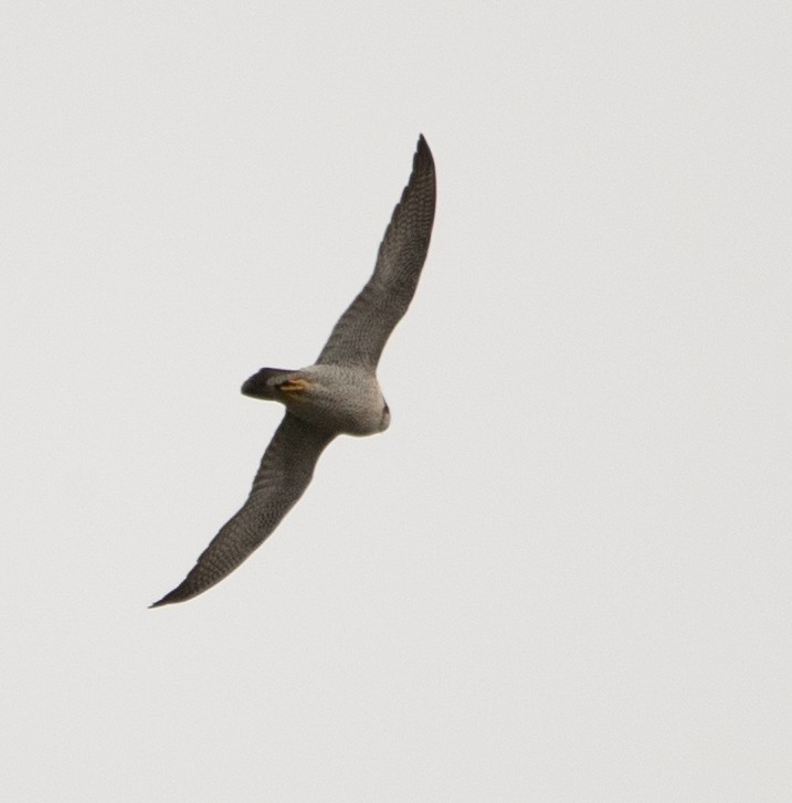 Peregrine Falcon - ML616888654