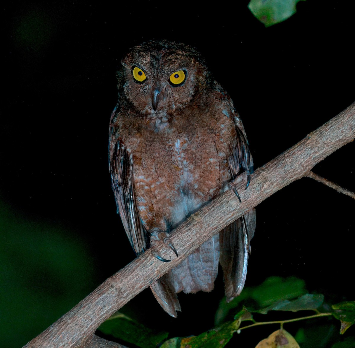 Nicobar Scops-Owl - Nawal Ahuja