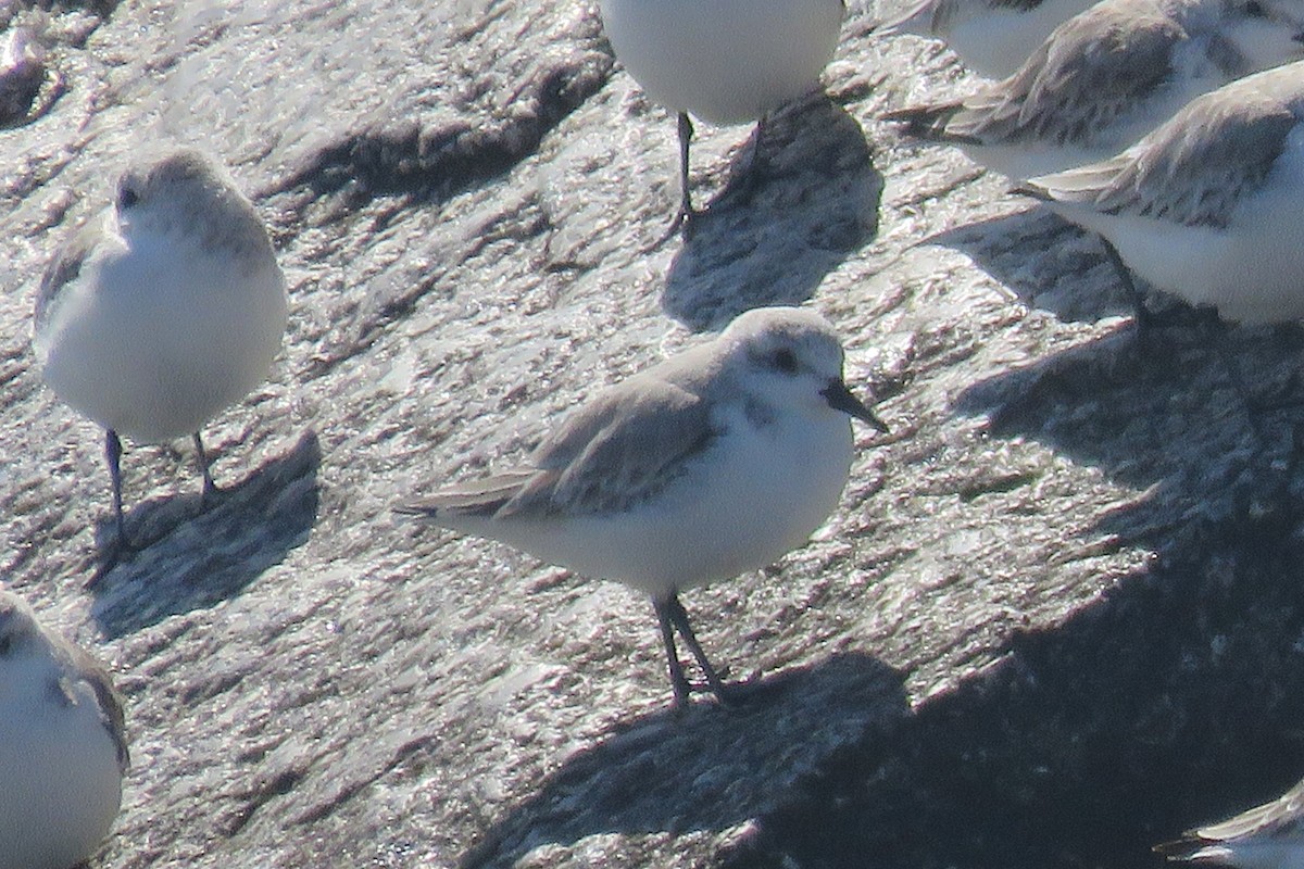 Sanderling - Ivan Garcia Martinez