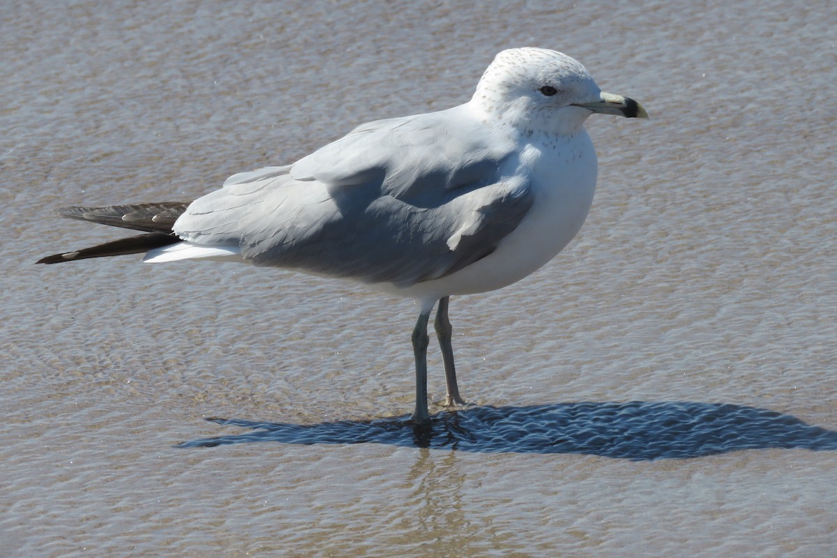 Ring-billed Gull - ML616888732