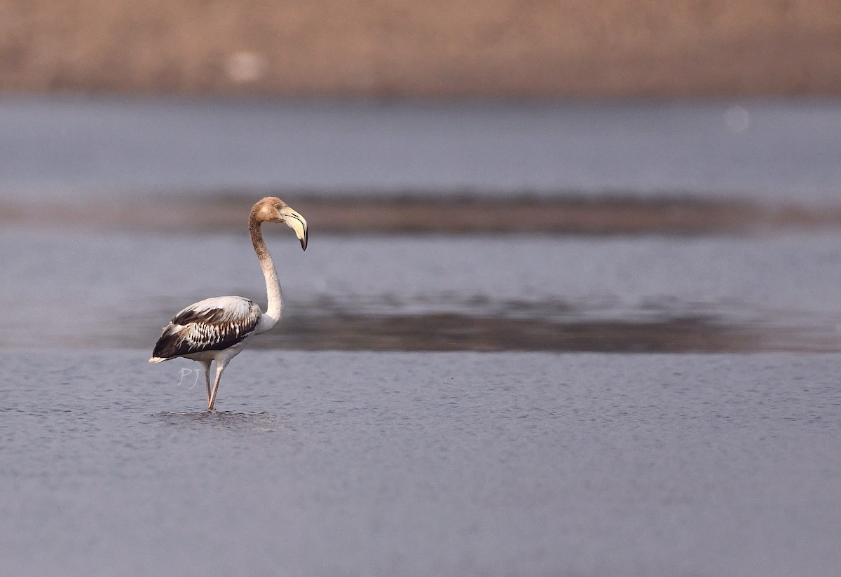 Greater Flamingo - Praveen Joshi