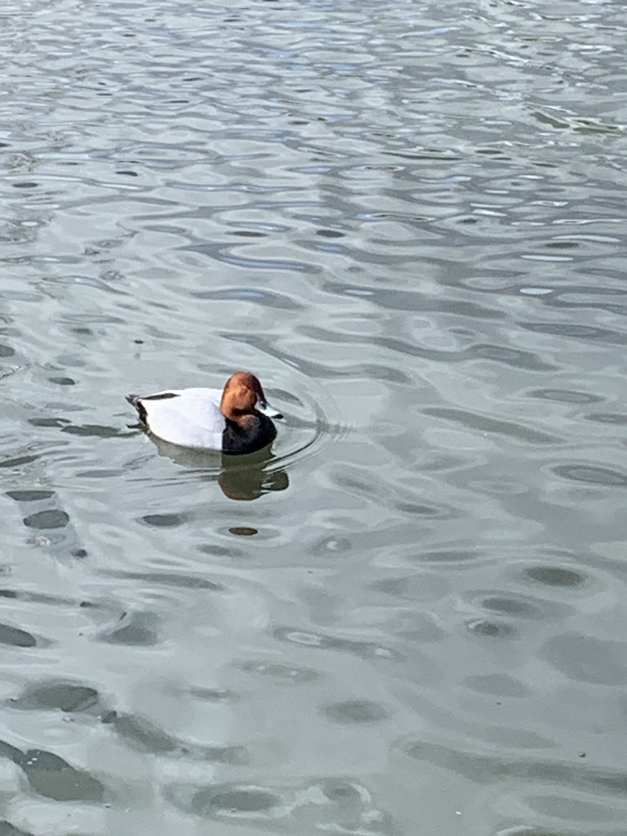 Common Pochard - Greg Majewski