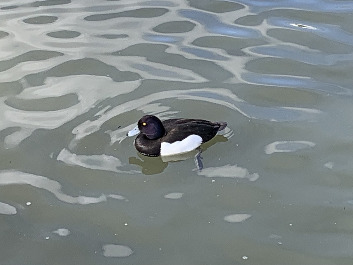 Tufted Duck - Greg Majewski