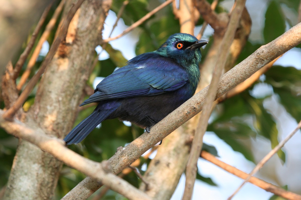 Black-bellied Starling - ML616888790