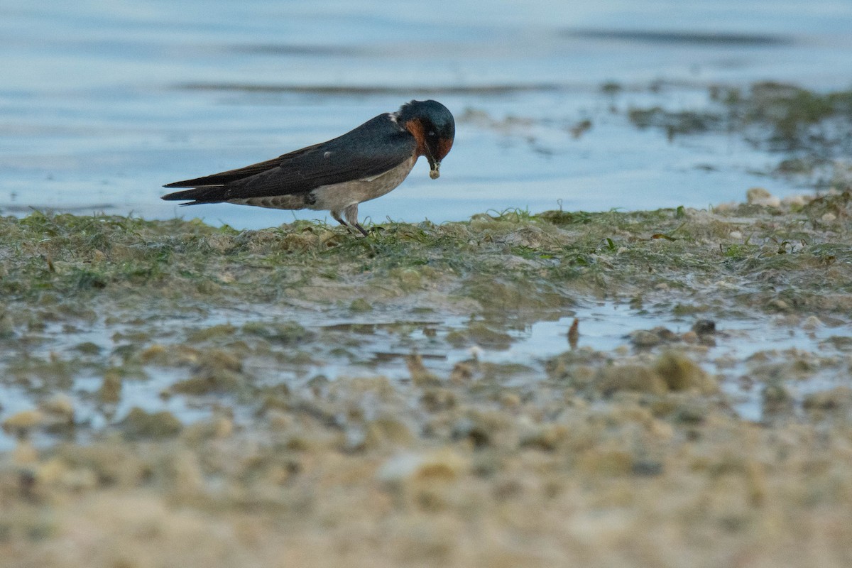Pacific Swallow - Andrew Pasaporte