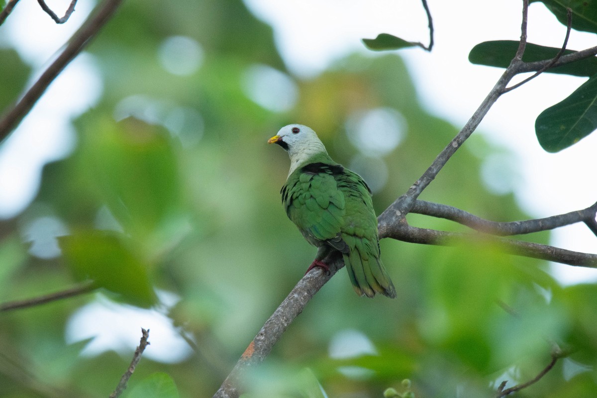 Black-chinned Fruit-Dove - Andrew Pasaporte