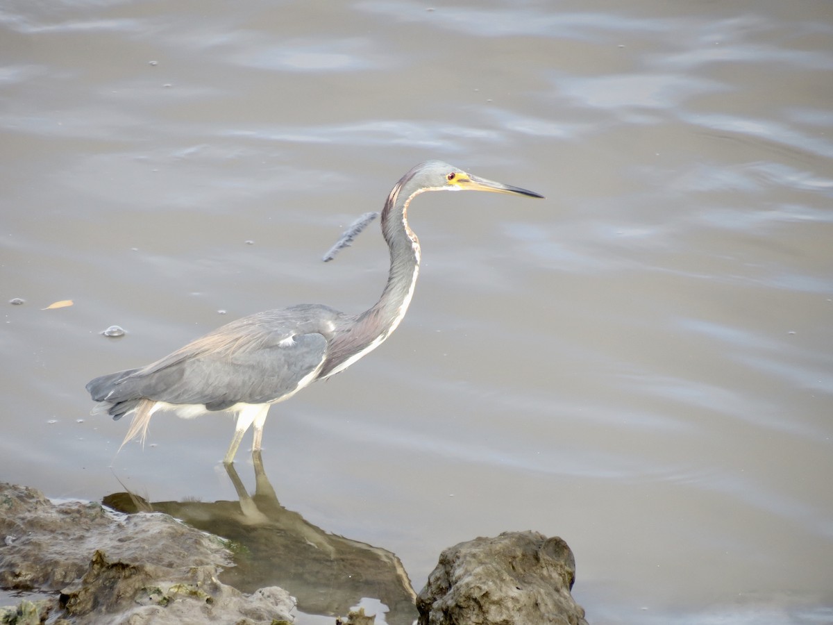 Tricolored Heron - ML616888812