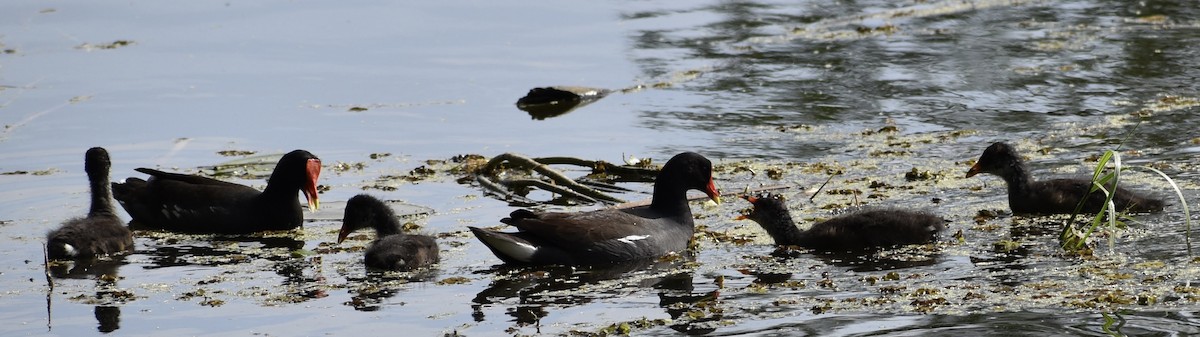 Common Gallinule - ML616888821