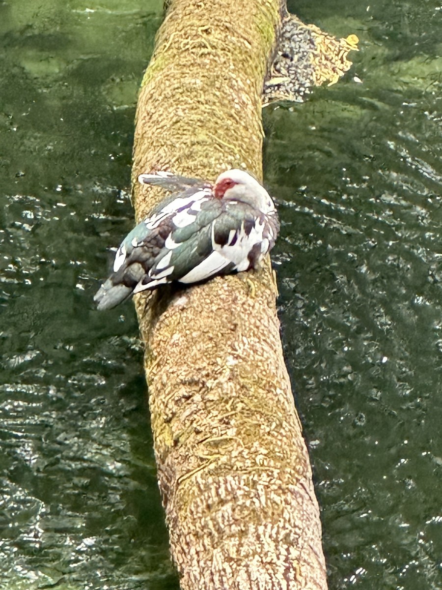 Muscovy Duck (Domestic type) - ML616888831