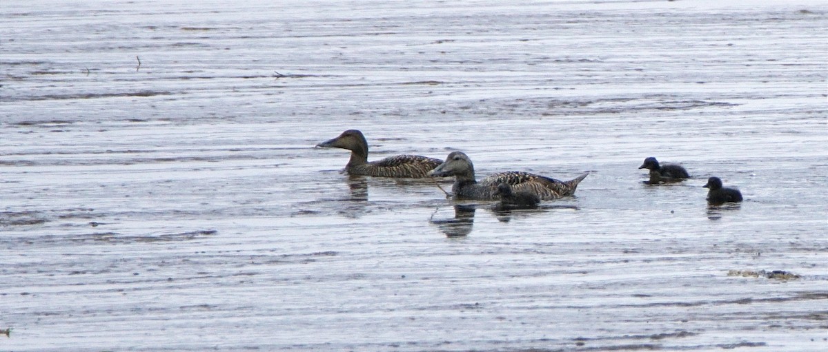 Common Eider - ML616888852