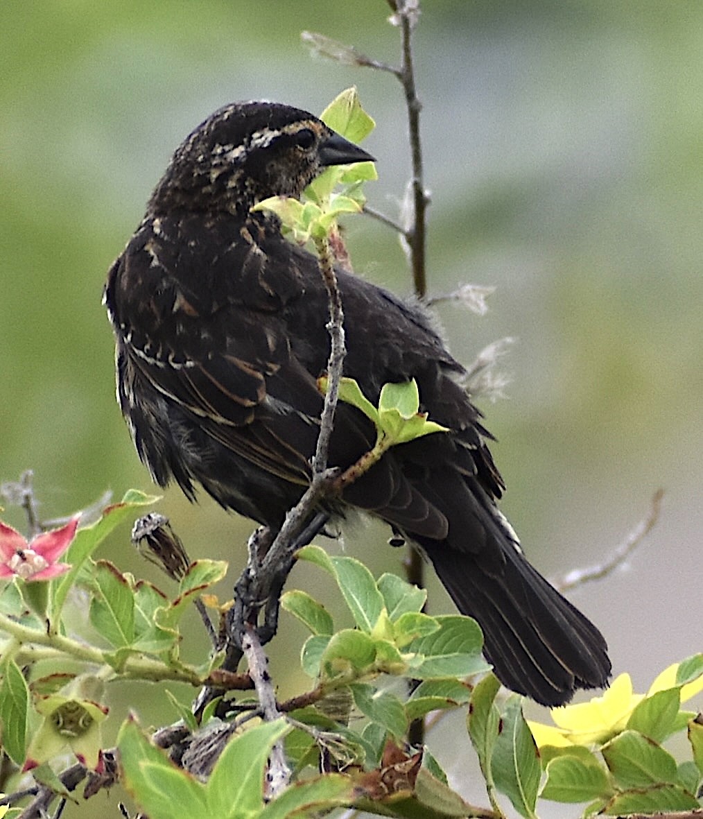 Red-winged Blackbird - ML616888909