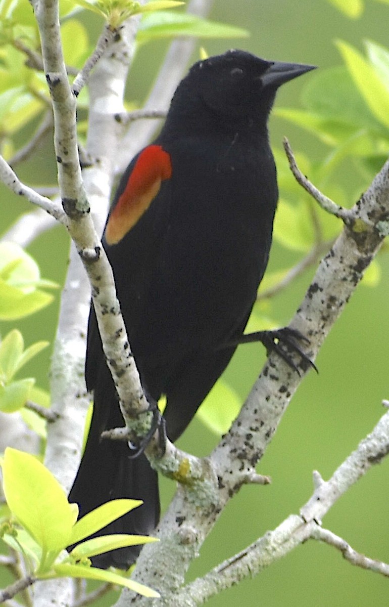 Red-winged Blackbird - ML616888914