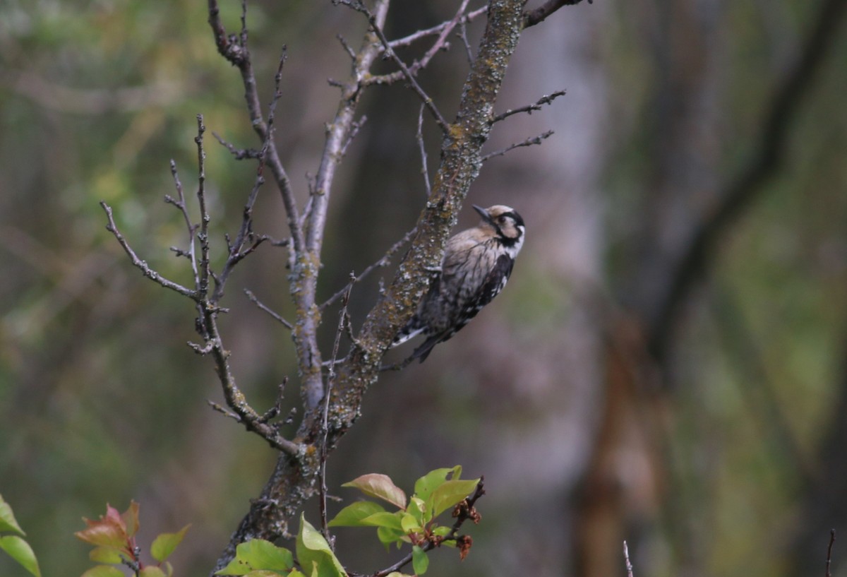 Lesser Spotted Woodpecker - ML616888915