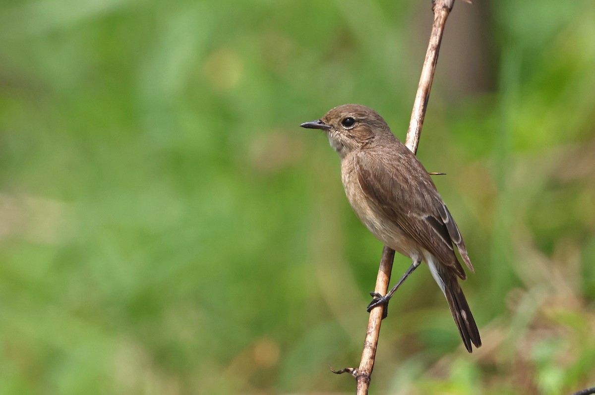 Elsterschmätzer - ML616888939