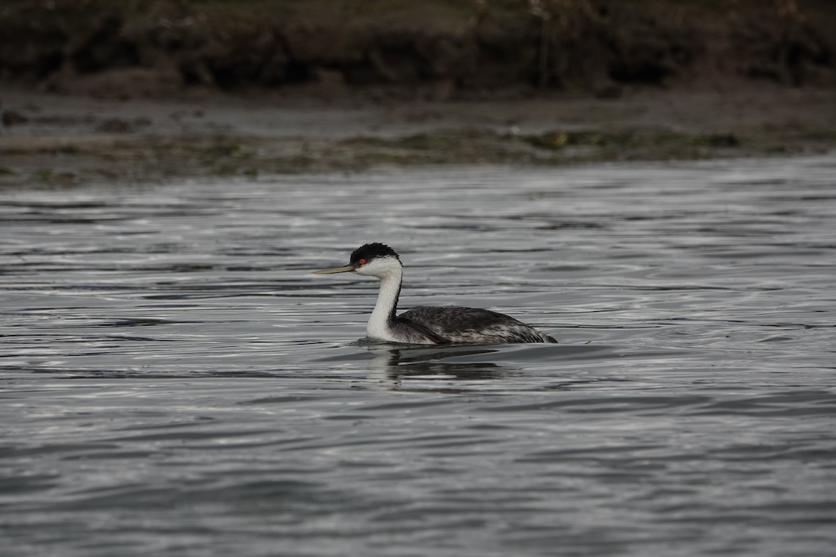 Western Grebe - ML616888951