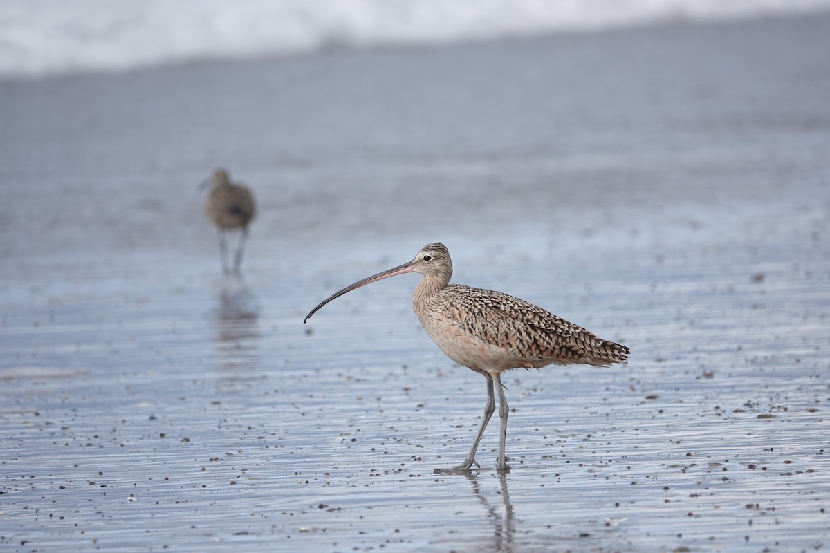 Long-billed Curlew - ML616888958