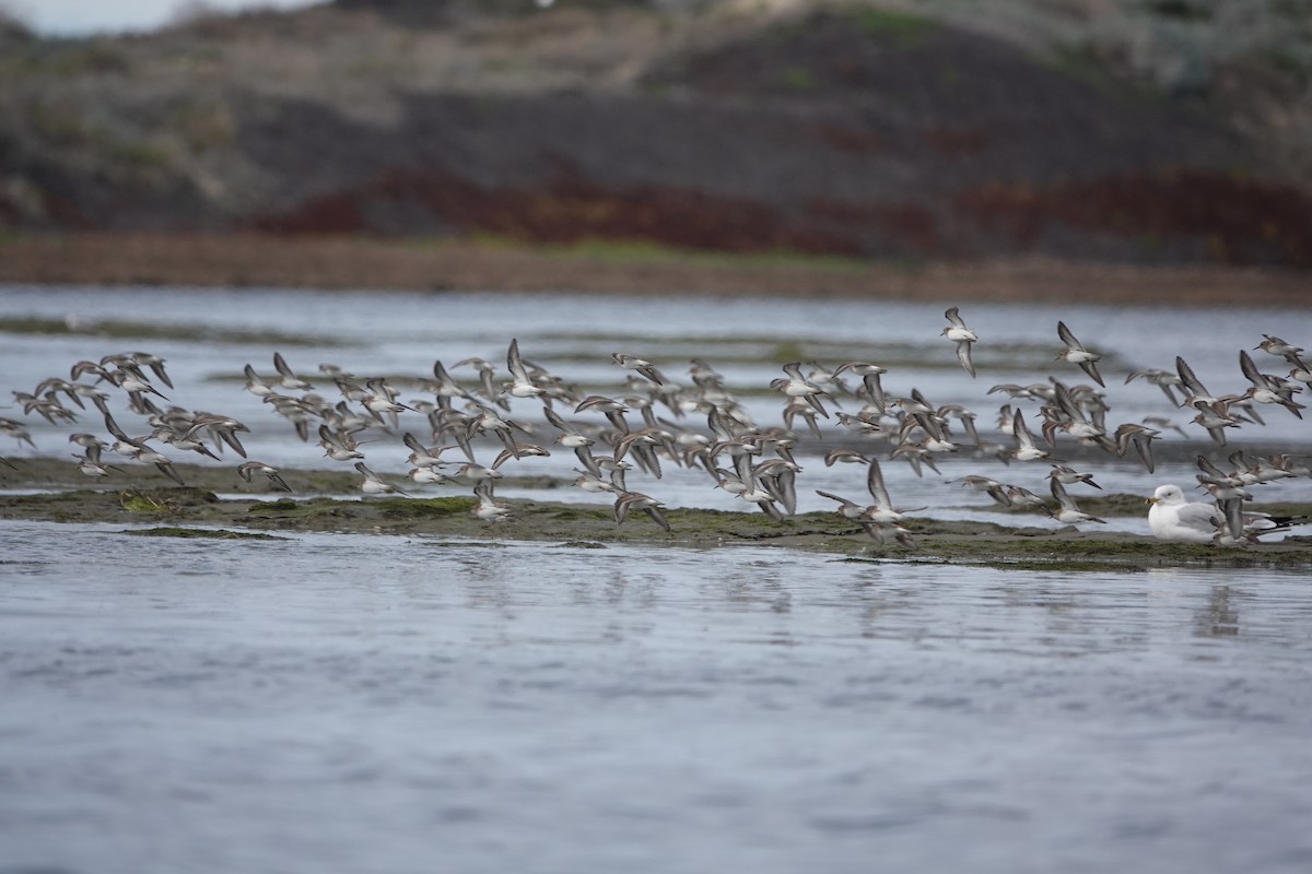 Least Sandpiper - ML616888971