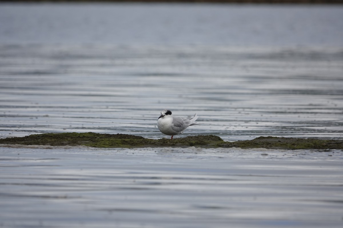 Forster's Tern - ML616888978