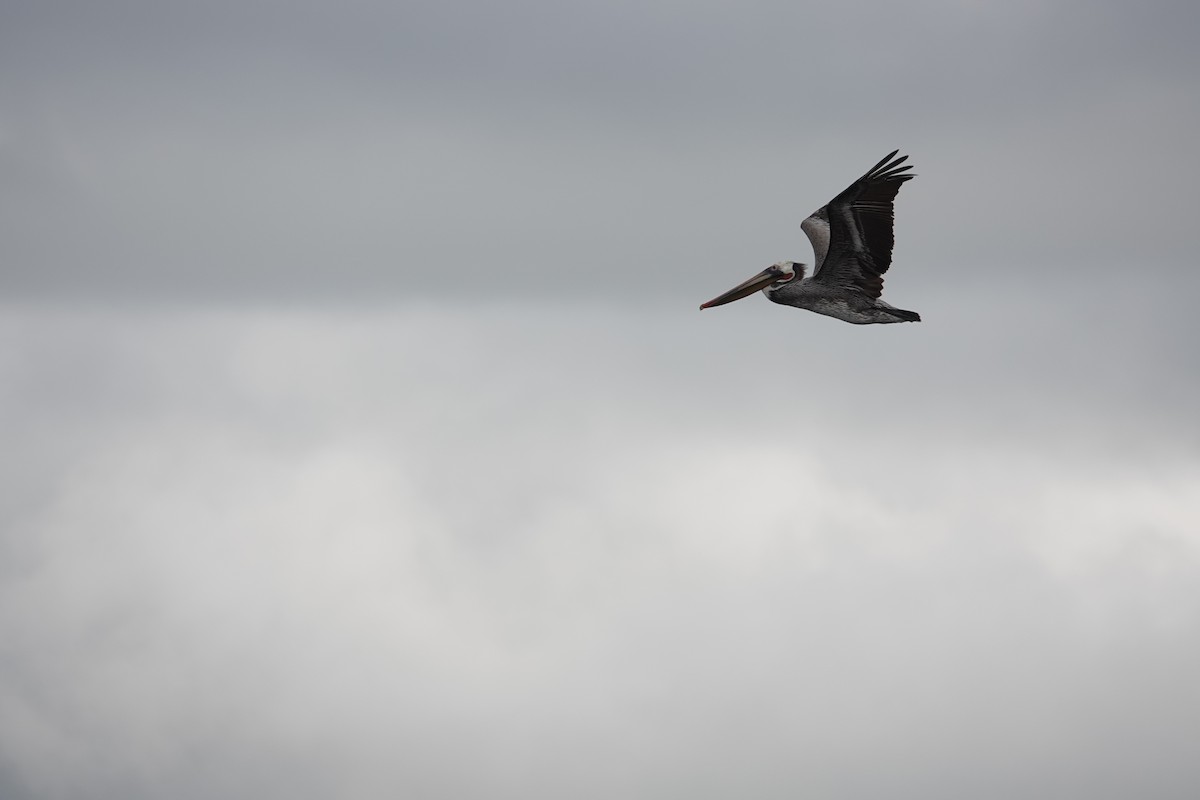 Brown Pelican - ML616888994