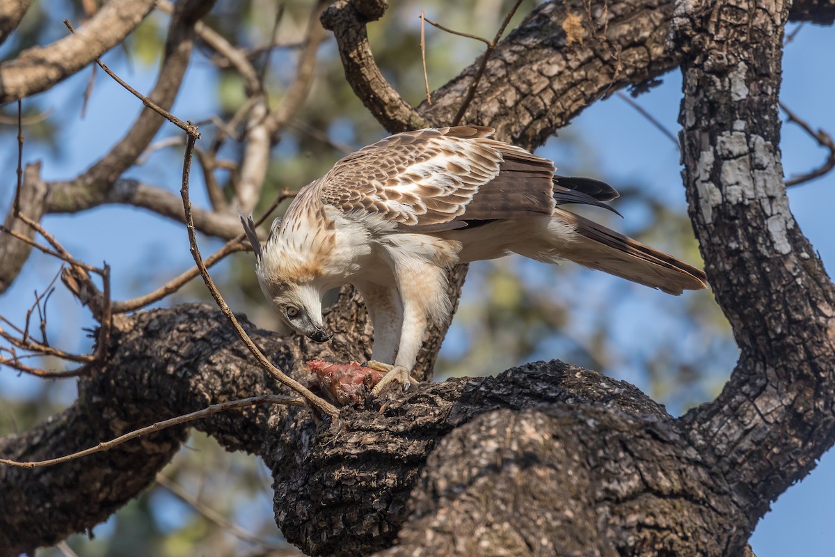 Changeable Hawk-Eagle - Pranad Patil