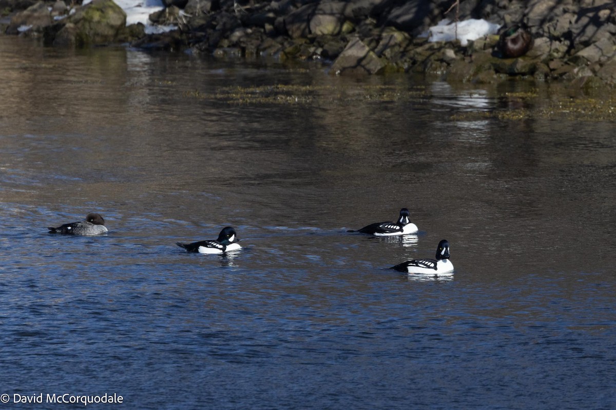 Barrow's Goldeneye - ML616889079