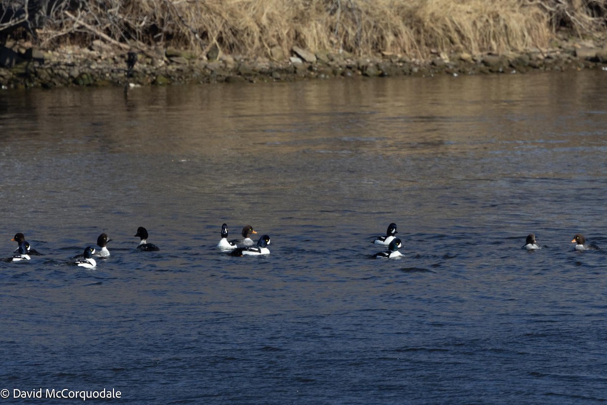 Barrow's Goldeneye - ML616889080