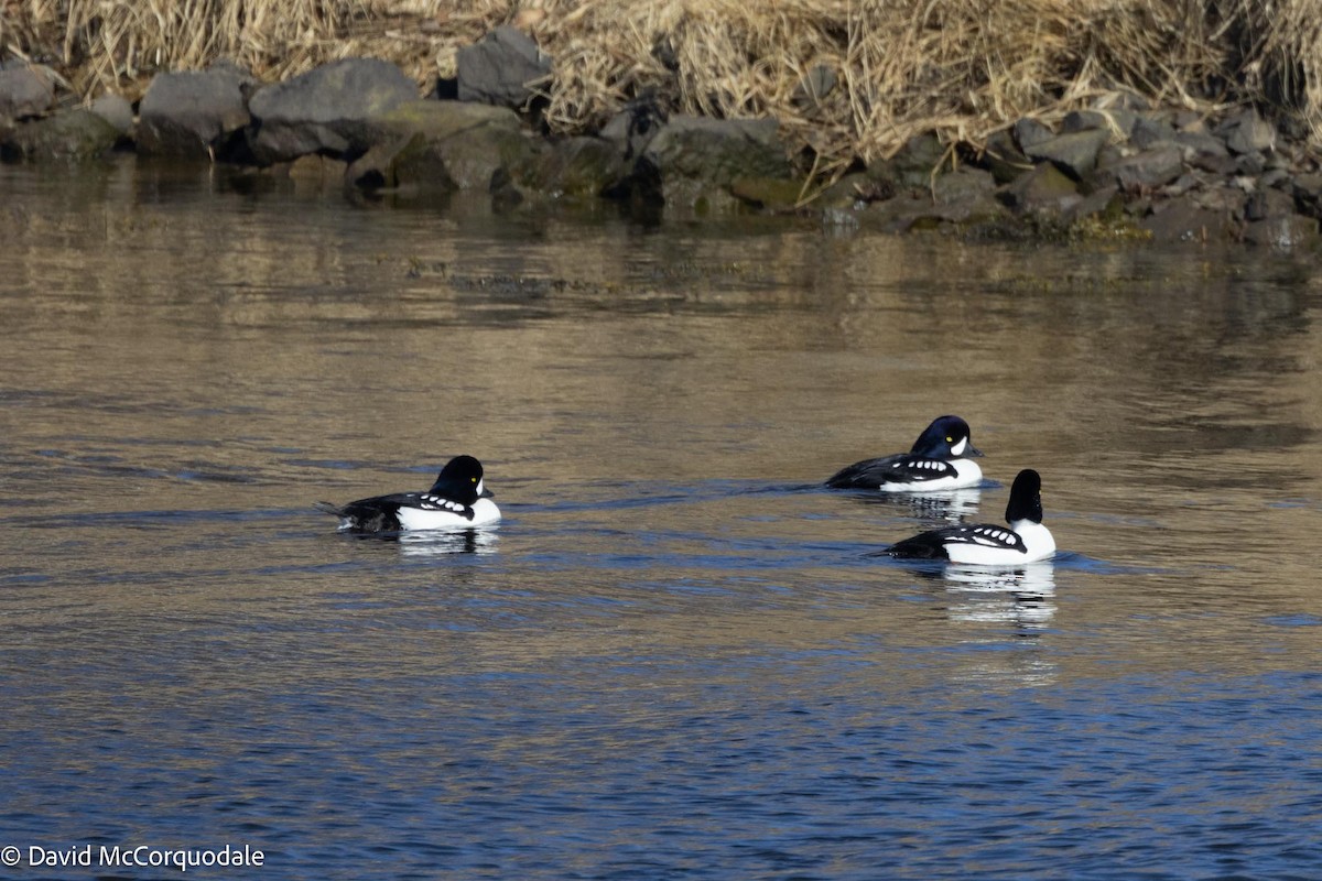 Barrow's Goldeneye - ML616889081