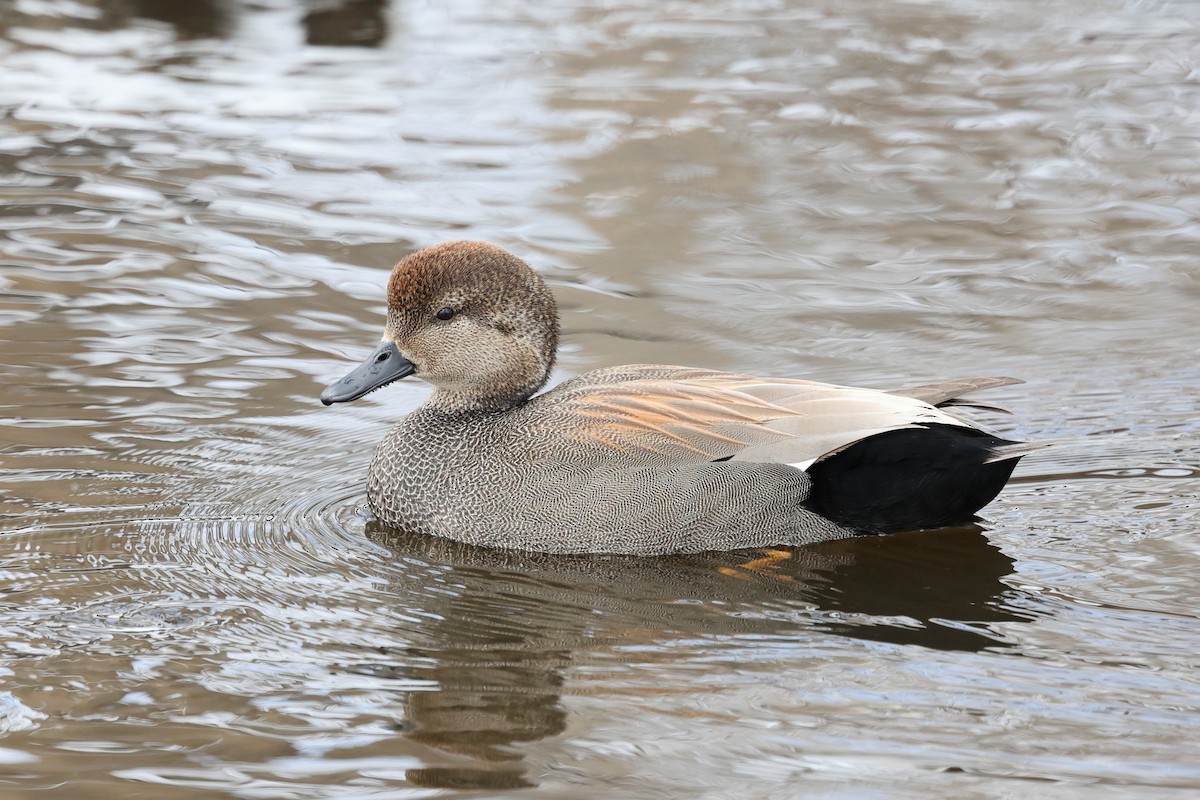 Gadwall - ML616889112