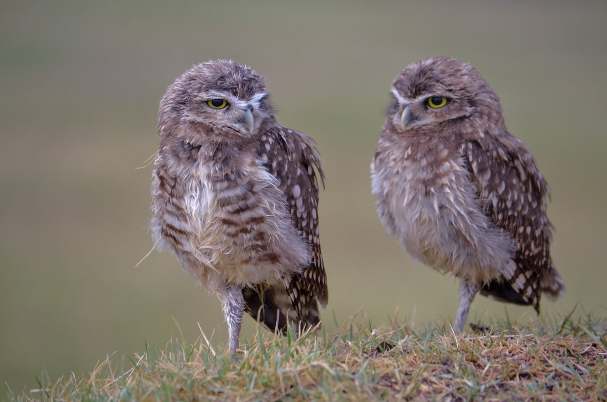 Burrowing Owl - silvia sokolovsky