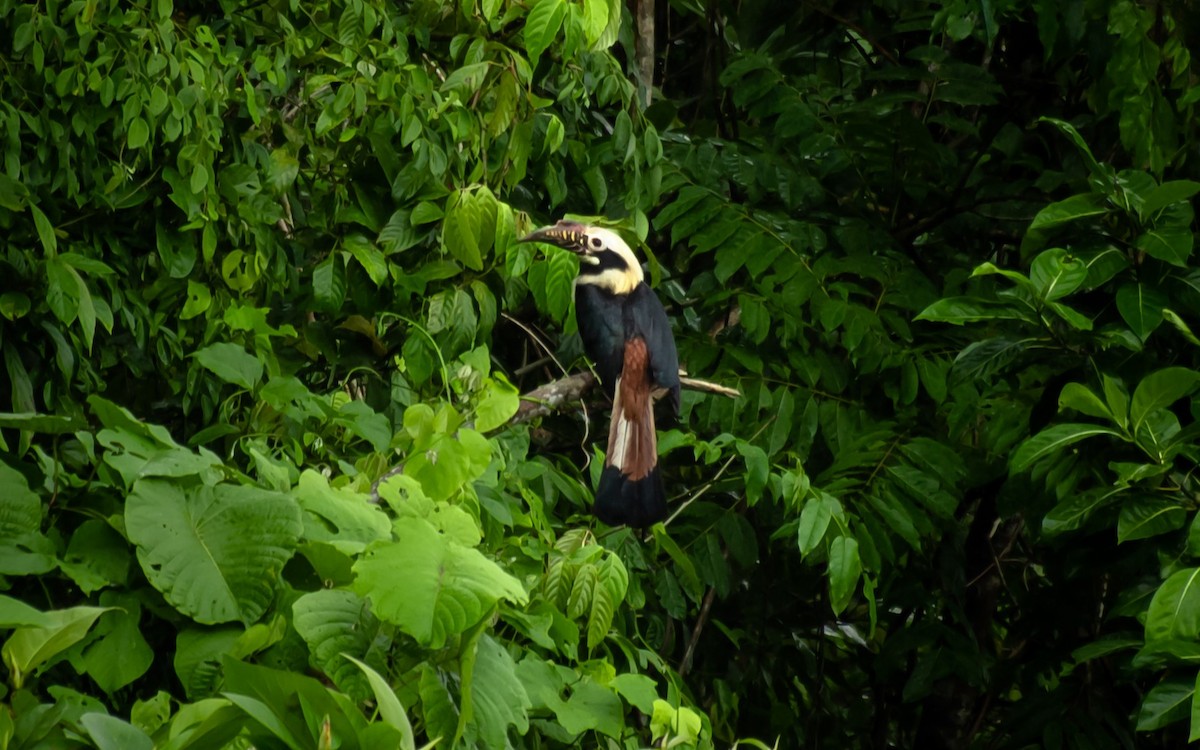 Visayan Hornbill - ML616889158