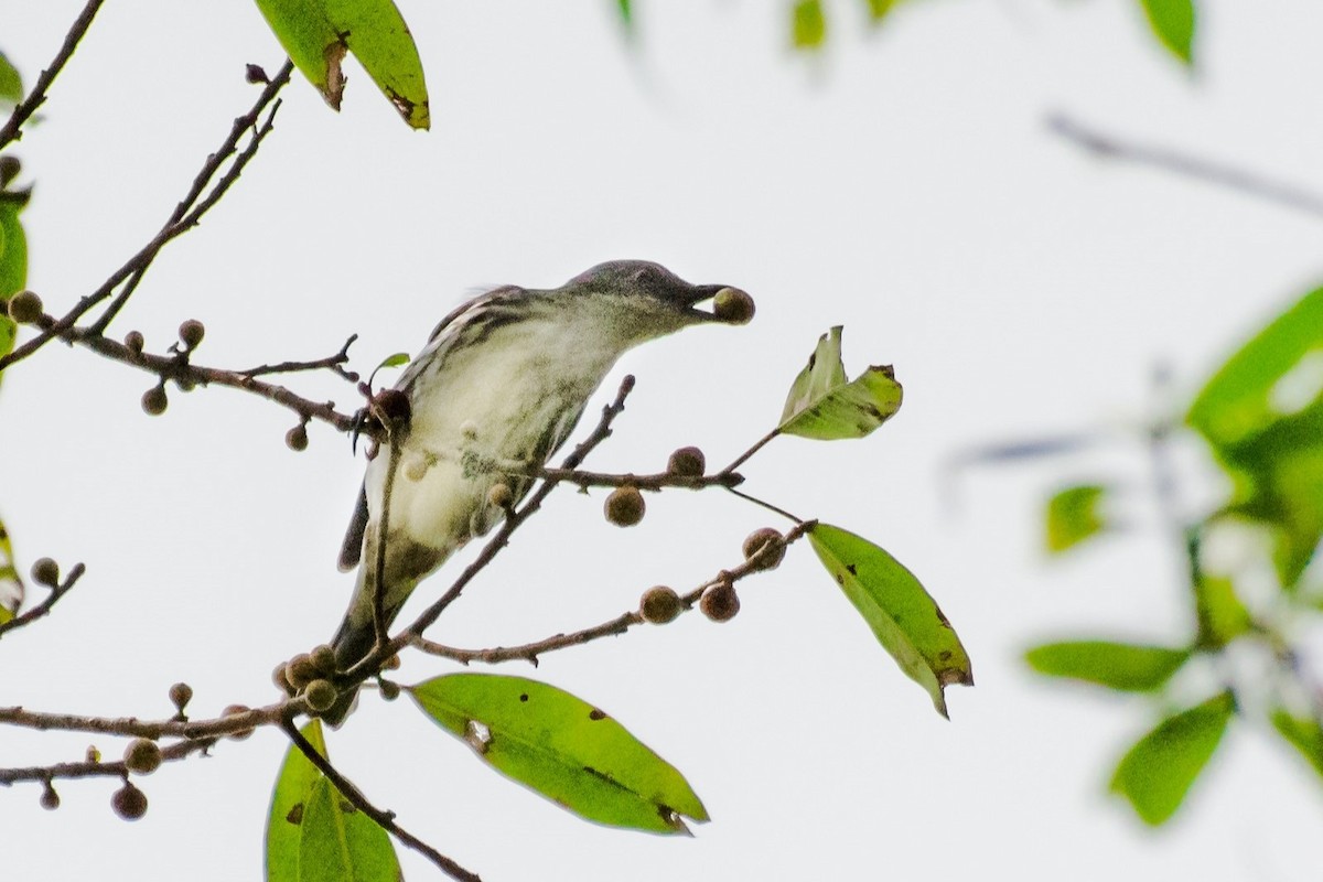 Visayan Rhabdornis - Andrew Pasaporte