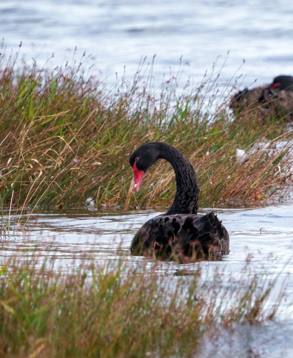 Black Swan - Meredith Boatman