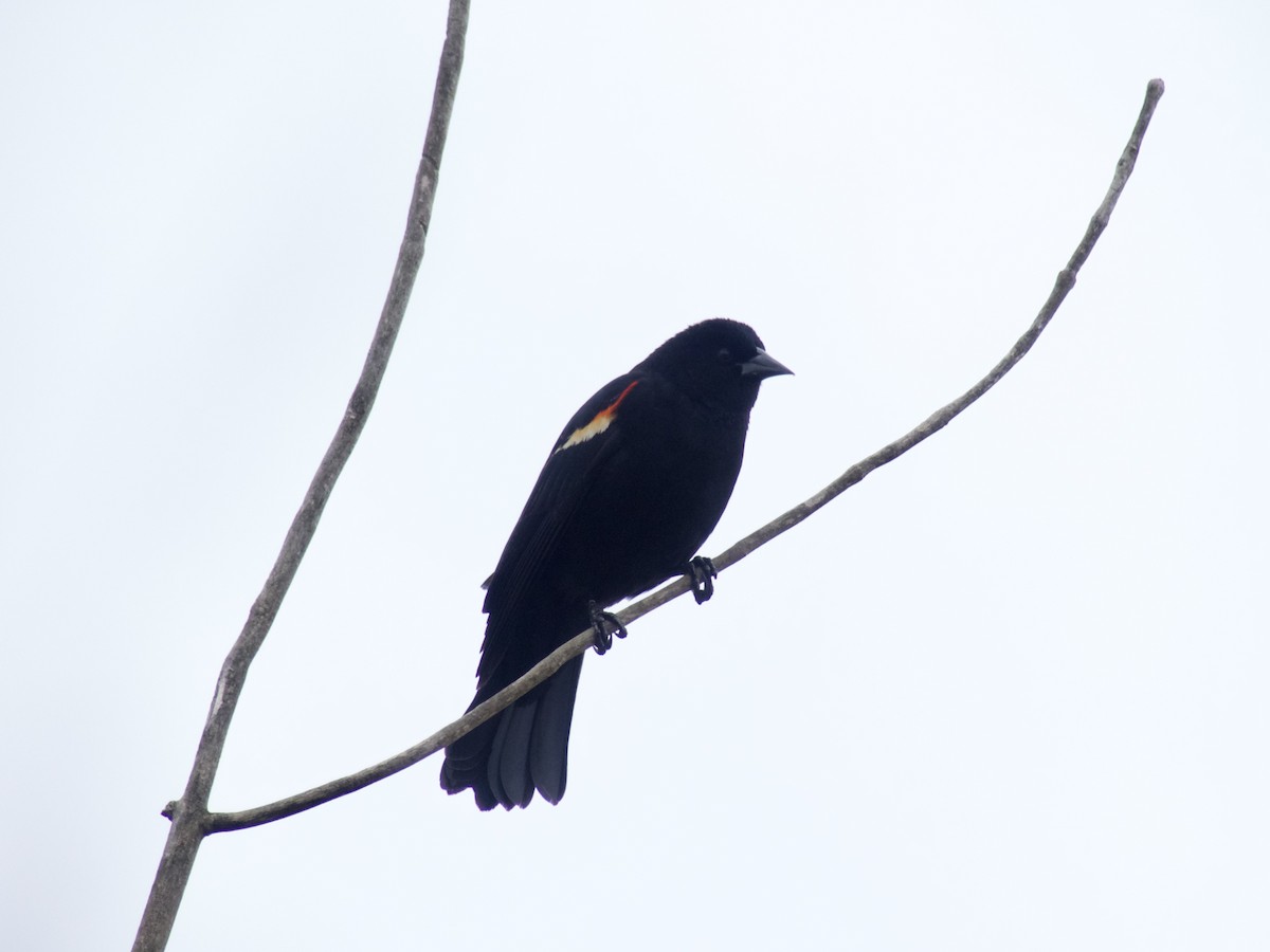 Red-winged Blackbird - ML616889201