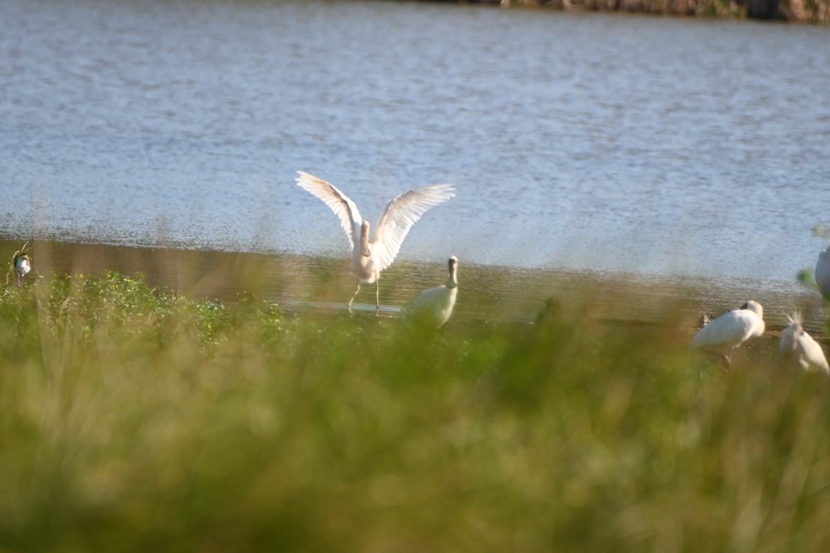 Yellow-billed Spoonbill - ML616889204