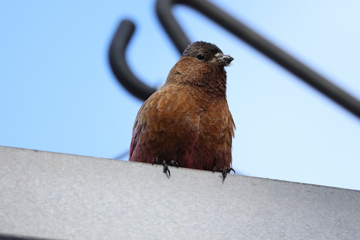 Roselin à tête brune - ML616889220