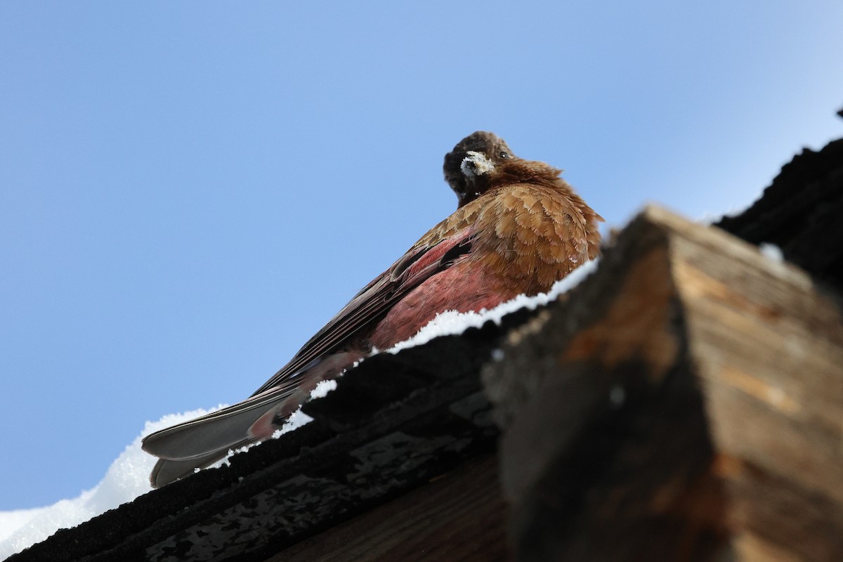 Brown-capped Rosy-Finch - Yiming Qiu