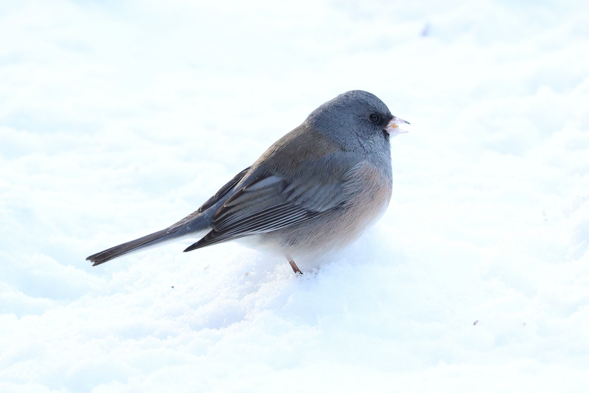 Dark-eyed Junco - ML616889225