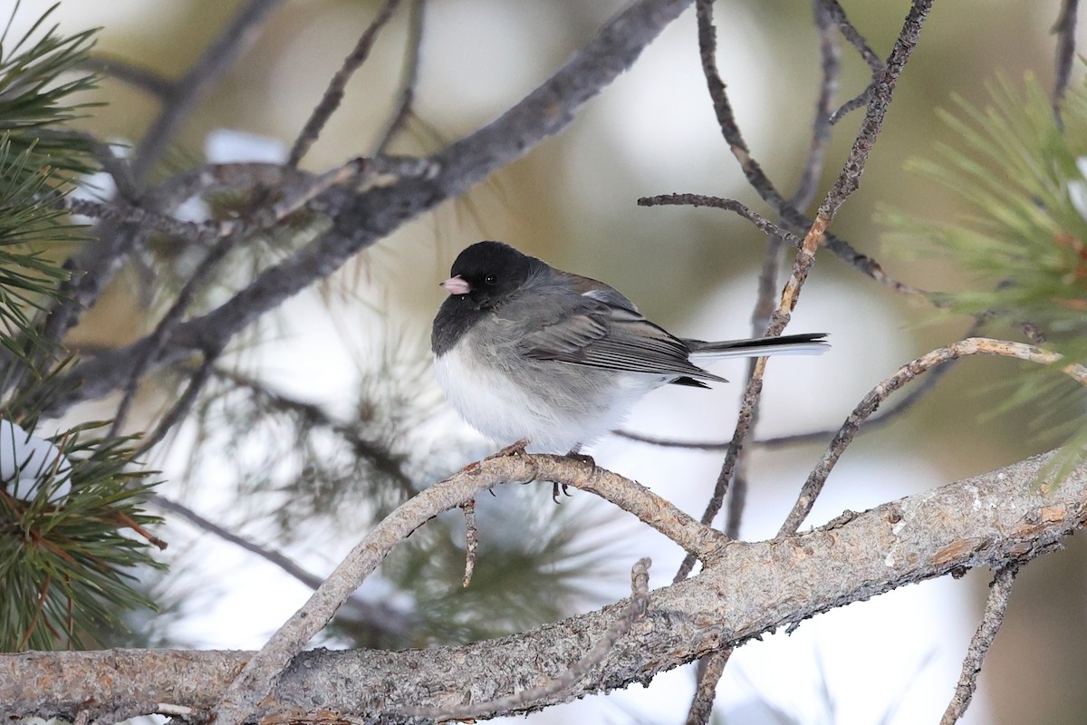 Dark-eyed Junco - ML616889227